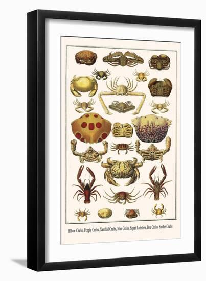 Elbow Crabs, Pepple Crabs, Xanthid Crabs, Mus Crabs, Squat Lobsters, Box Crabs, Spider Crabs-Albertus Seba-Framed Art Print