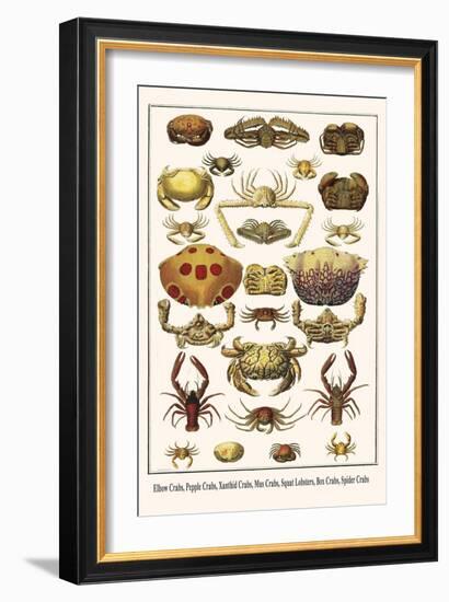 Elbow Crabs, Pepple Crabs, Xanthid Crabs, Mus Crabs, Squat Lobsters, Box Crabs, Spider Crabs-Albertus Seba-Framed Art Print