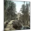 Elche (Spain), the Forest of Palm Trees and the Tower of the Castle, Circa 1885-1890-Leon, Levy et Fils-Mounted Photographic Print