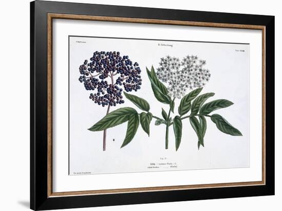 Elder, Fig. 13 from The Young Landsman, Published Vienna, 1845-Matthias Trentsensky-Framed Giclee Print