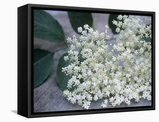 Elder (Sambucus Nigra)-Maxine Adcock-Framed Premier Image Canvas