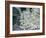 Elder (Sambucus Nigra)-Maxine Adcock-Framed Photographic Print