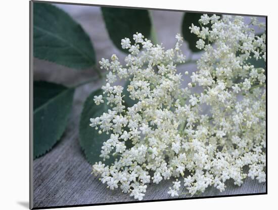 Elder (Sambucus Nigra)-Maxine Adcock-Mounted Photographic Print