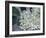 Elder (Sambucus Nigra)-Maxine Adcock-Framed Photographic Print