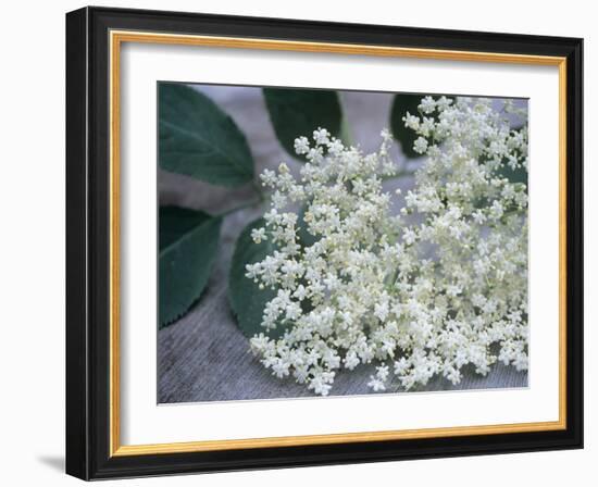 Elder (Sambucus Nigra)-Maxine Adcock-Framed Photographic Print