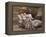 Elderly Couple-Dianne Dengel-Framed Premier Image Canvas