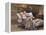 Elderly Couple-Dianne Dengel-Framed Premier Image Canvas