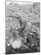 Photographic Print