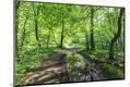 Photographic Print