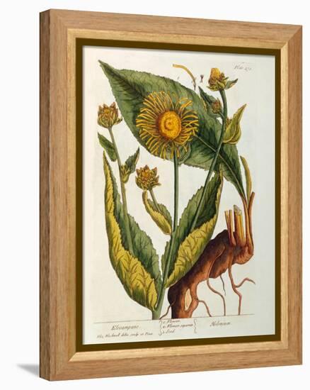 Elecampane, Plate 473 from 'A Curious Herbal', Published 1782-Elizabeth Blackwell-Framed Premier Image Canvas