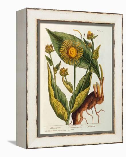 Elecampane, Plate 473 from 'A Curious Herbal', Published 1782-Elizabeth Blackwell-Framed Premier Image Canvas