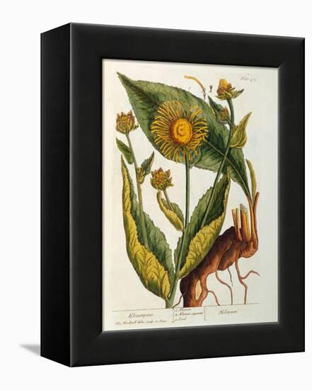 Elecampane, Plate 473 from 'A Curious Herbal', Published 1782-Elizabeth Blackwell-Framed Premier Image Canvas