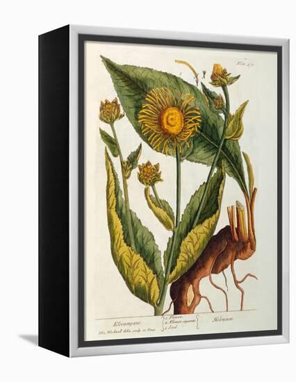 Elecampane, Plate 473 from 'A Curious Herbal', Published 1782-Elizabeth Blackwell-Framed Premier Image Canvas