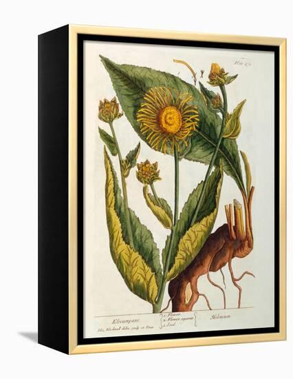 Elecampane, Plate 473 from 'A Curious Herbal', Published 1782-Elizabeth Blackwell-Framed Premier Image Canvas