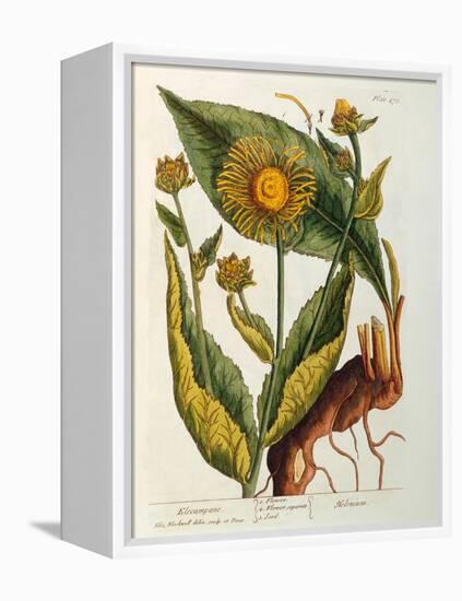 Elecampane, Plate 473 from 'A Curious Herbal', Published 1782-Elizabeth Blackwell-Framed Premier Image Canvas