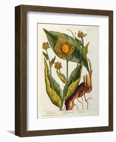 Elecampane, Plate 473 from 'A Curious Herbal', Published 1782-Elizabeth Blackwell-Framed Giclee Print