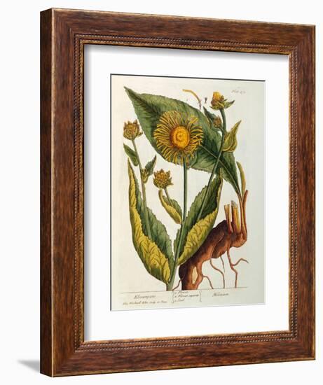 Elecampane, Plate 473 from 'A Curious Herbal', Published 1782-Elizabeth Blackwell-Framed Giclee Print