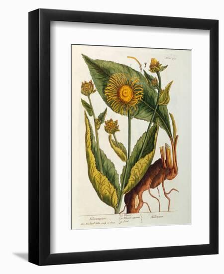 Elecampane, Plate 473 from 'A Curious Herbal', Published 1782-Elizabeth Blackwell-Framed Giclee Print