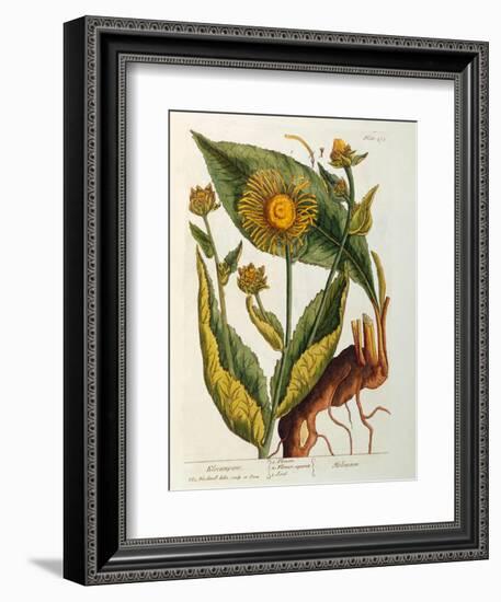 Elecampane, Plate 473 from 'A Curious Herbal', Published 1782-Elizabeth Blackwell-Framed Giclee Print