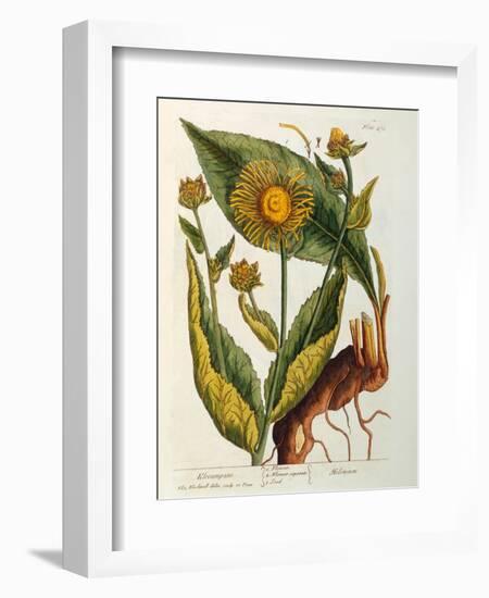 Elecampane, Plate 473 from 'A Curious Herbal', Published 1782-Elizabeth Blackwell-Framed Premium Giclee Print