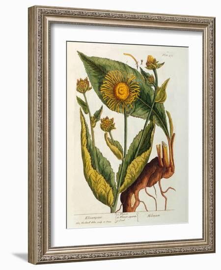 Elecampane, Plate 473 from 'A Curious Herbal', Published 1782-Elizabeth Blackwell-Framed Giclee Print