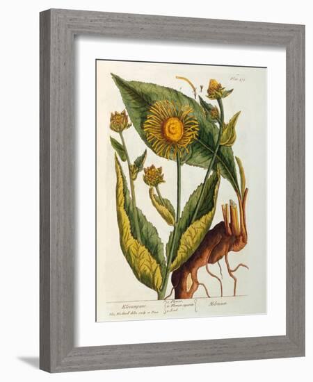 Elecampane, Plate 473 from 'A Curious Herbal', Published 1782-Elizabeth Blackwell-Framed Giclee Print