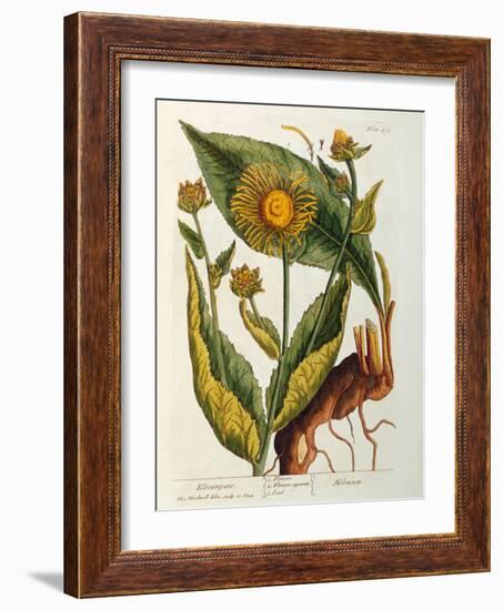 Elecampane, Plate 473 from 'A Curious Herbal', Published 1782-Elizabeth Blackwell-Framed Giclee Print