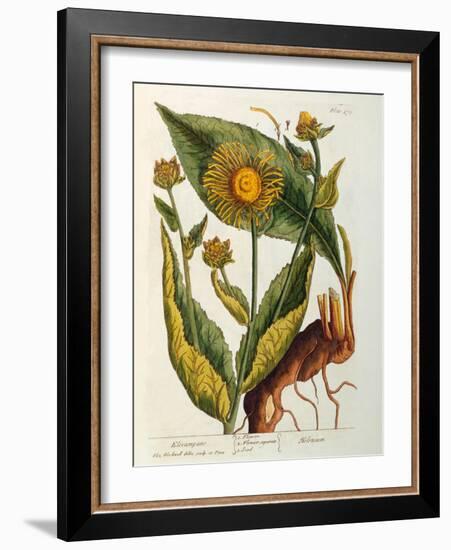 Elecampane, Plate 473 from 'A Curious Herbal', Published 1782-Elizabeth Blackwell-Framed Giclee Print