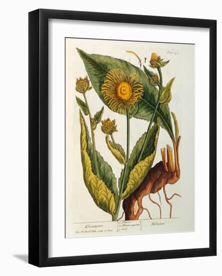 Elecampane, Plate 473 from 'A Curious Herbal', Published 1782-Elizabeth Blackwell-Framed Giclee Print