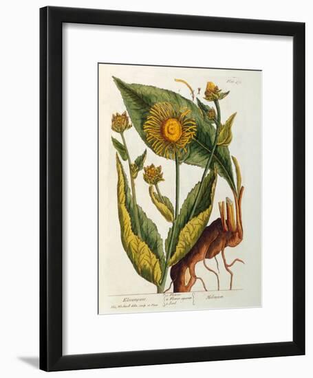 Elecampane, Plate 473 from 'A Curious Herbal', Published 1782-Elizabeth Blackwell-Framed Giclee Print