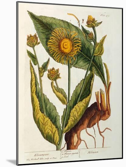 Elecampane, Plate 473 from 'A Curious Herbal', Published 1782-Elizabeth Blackwell-Mounted Giclee Print