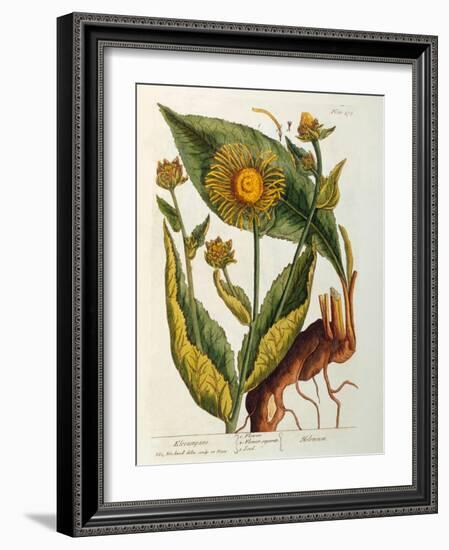 Elecampane, Plate 473 from 'A Curious Herbal', Published 1782-Elizabeth Blackwell-Framed Giclee Print