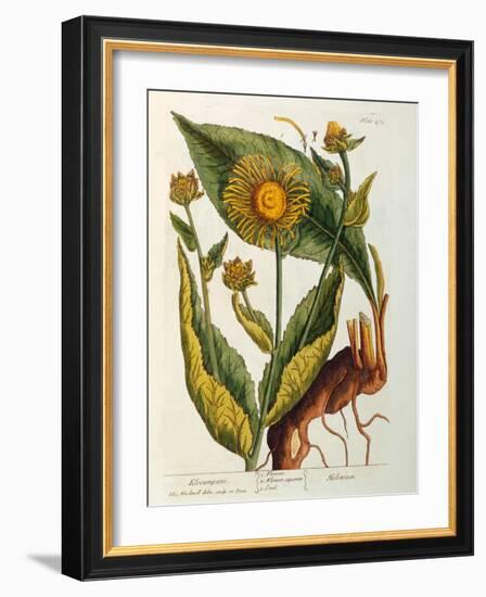 Elecampane, Plate 473 from 'A Curious Herbal', Published 1782-Elizabeth Blackwell-Framed Giclee Print