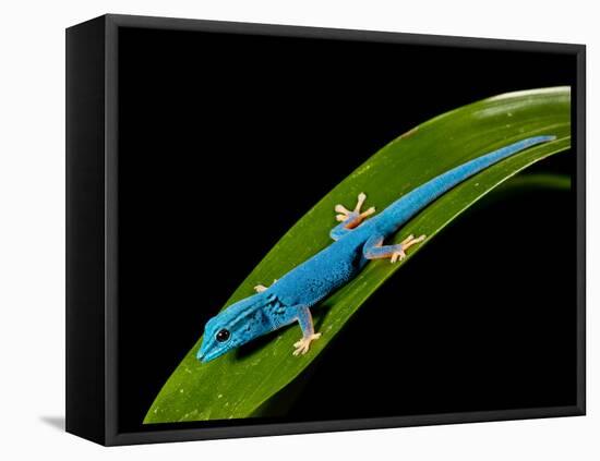 Electric Blue Day Gecko, Lygodactylus Williamsi, Native to Tanzania-David Northcott-Framed Premier Image Canvas