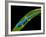 Electric Blue Day Gecko, Lygodactylus Williamsi, Native to Tanzania-David Northcott-Framed Photographic Print