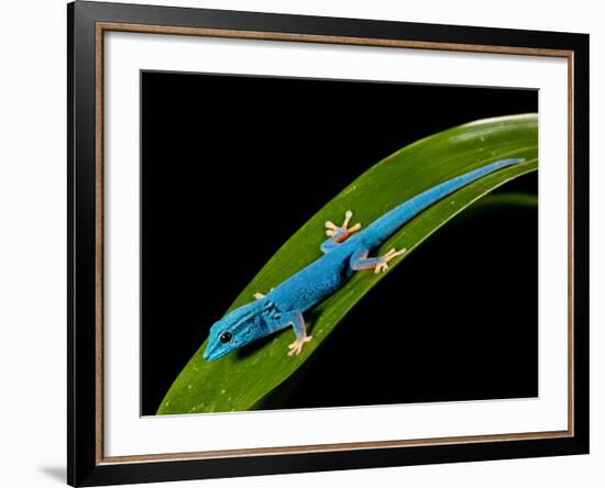 Electric Blue Day Gecko, Lygodactylus Williamsi, Native to Tanzania-David Northcott-Framed Photographic Print