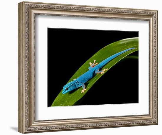 Electric Blue Day Gecko, Lygodactylus Williamsi, Native to Tanzania-David Northcott-Framed Photographic Print