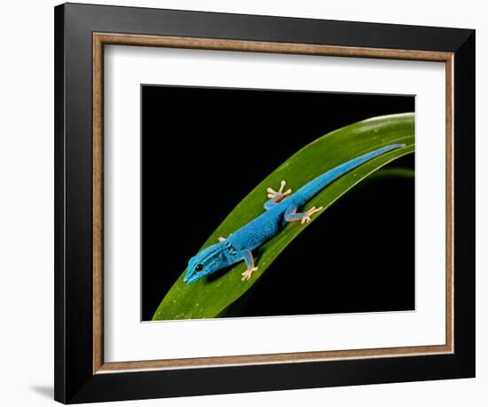 Electric Blue Day Gecko, Lygodactylus Williamsi, Native to Tanzania-David Northcott-Framed Photographic Print