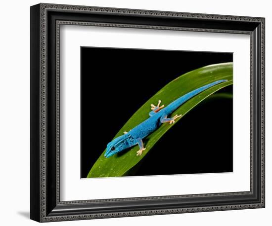 Electric Blue Day Gecko, Lygodactylus Williamsi, Native to Tanzania-David Northcott-Framed Photographic Print