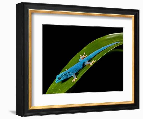 Electric Blue Day Gecko, Lygodactylus Williamsi, Native to Tanzania-David Northcott-Framed Photographic Print