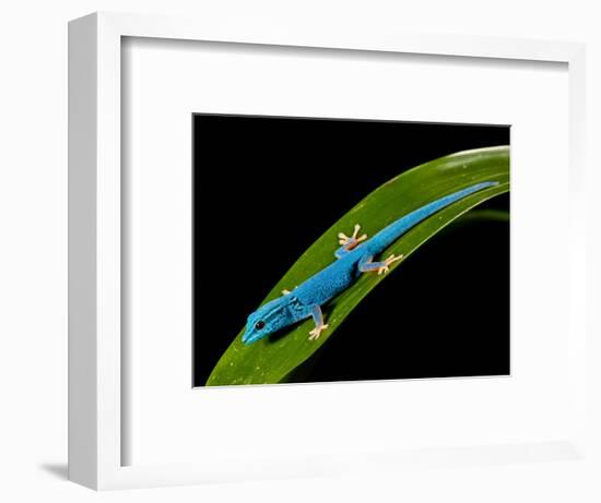 Electric Blue Day Gecko, Lygodactylus Williamsi, Native to Tanzania-David Northcott-Framed Photographic Print