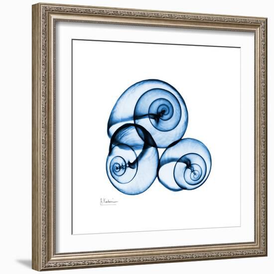 Electric Blue Moonsnails 1-Albert Koetsier-Framed Art Print