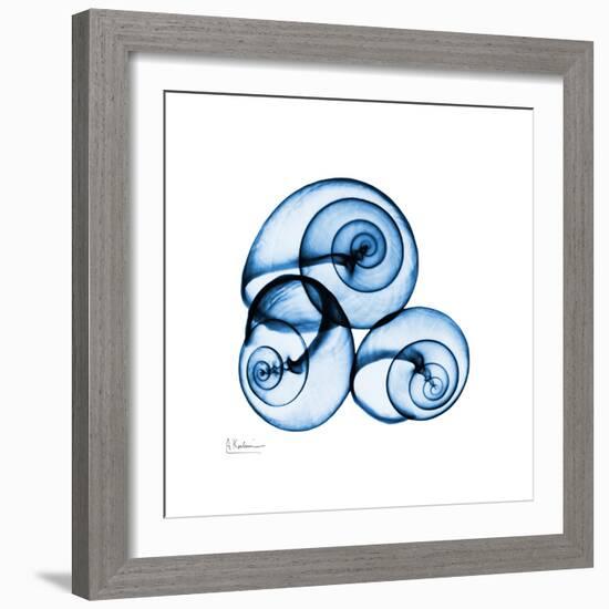 Electric Blue Moonsnails 1-Albert Koetsier-Framed Art Print