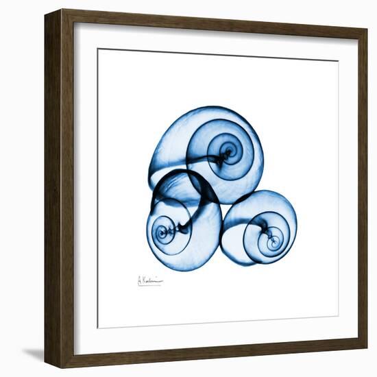 Electric Blue Moonsnails 1-Albert Koetsier-Framed Art Print