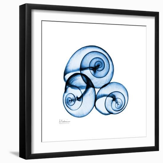 Electric Blue Moonsnails 1-Albert Koetsier-Framed Art Print