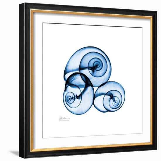 Electric Blue Moonsnails 1-Albert Koetsier-Framed Art Print