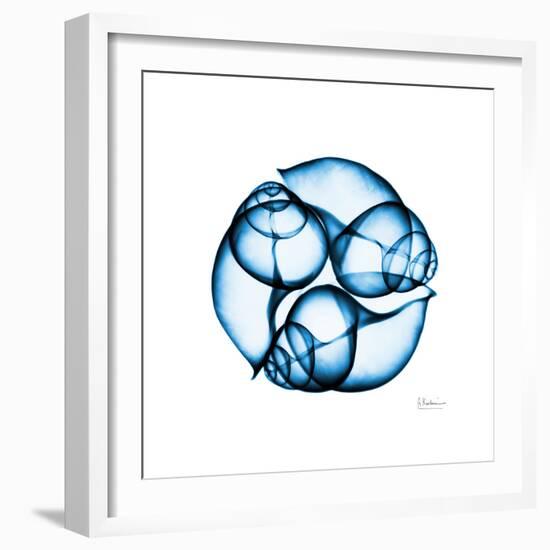 Electric Blue Moonsnails 2-Albert Koetsier-Framed Art Print