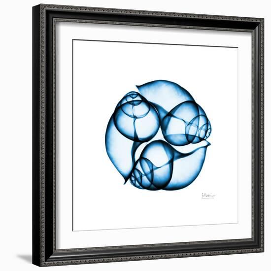 Electric Blue Moonsnails 2-Albert Koetsier-Framed Art Print