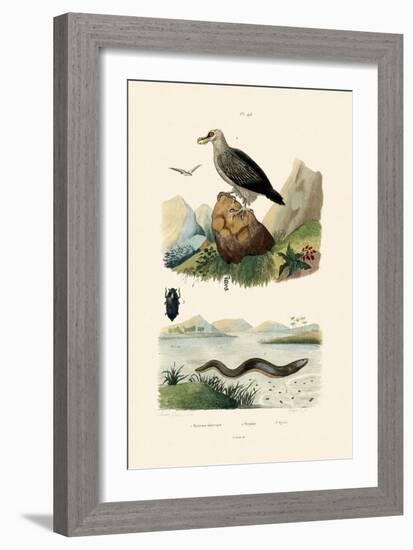 Electric Eel, 1833-39-null-Framed Giclee Print