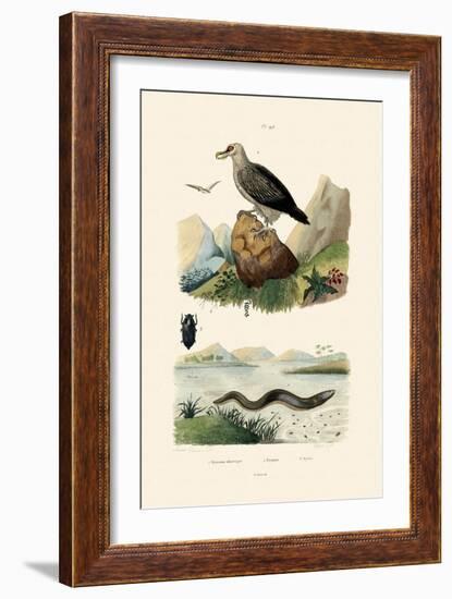 Electric Eel, 1833-39-null-Framed Giclee Print